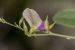 Downy milkpea